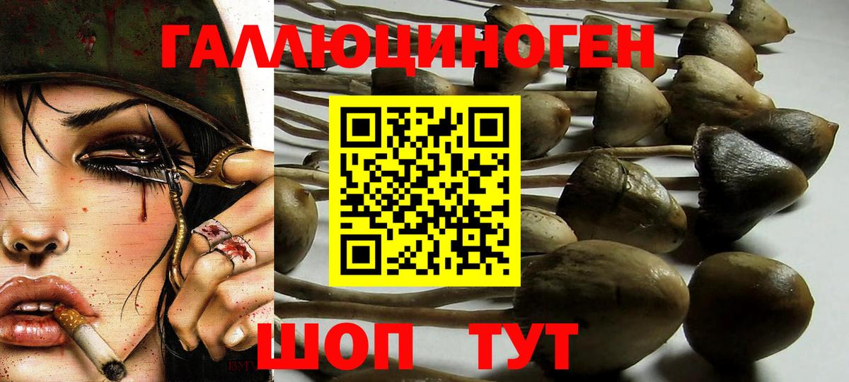 Ржев  Псилоцибиновые грибы мухоморы  Вход с VPN 